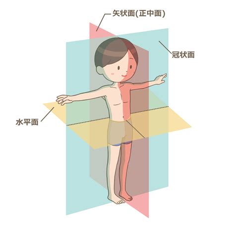 頭 位置|人体の区分と方向 